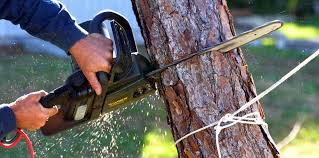 Pest Control for Lawns in Alhambra, CA
