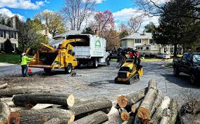 Best Storm Damage Tree Cleanup  in Alhambra, CA