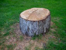 Trusted Alhambra, CA Tree Care Experts