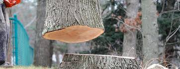 How Our Tree Care Process Works  in  Alhambra, CA