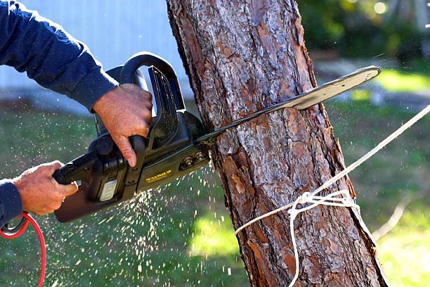 Best Tree and Shrub Care  in Alhambra, CA