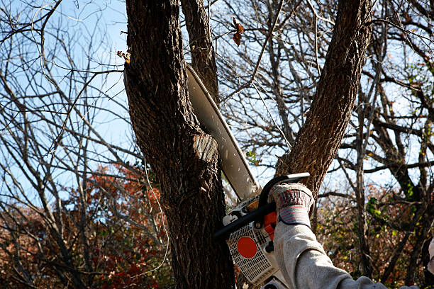 Best Tree Trimming and Pruning  in Alhambra, CA